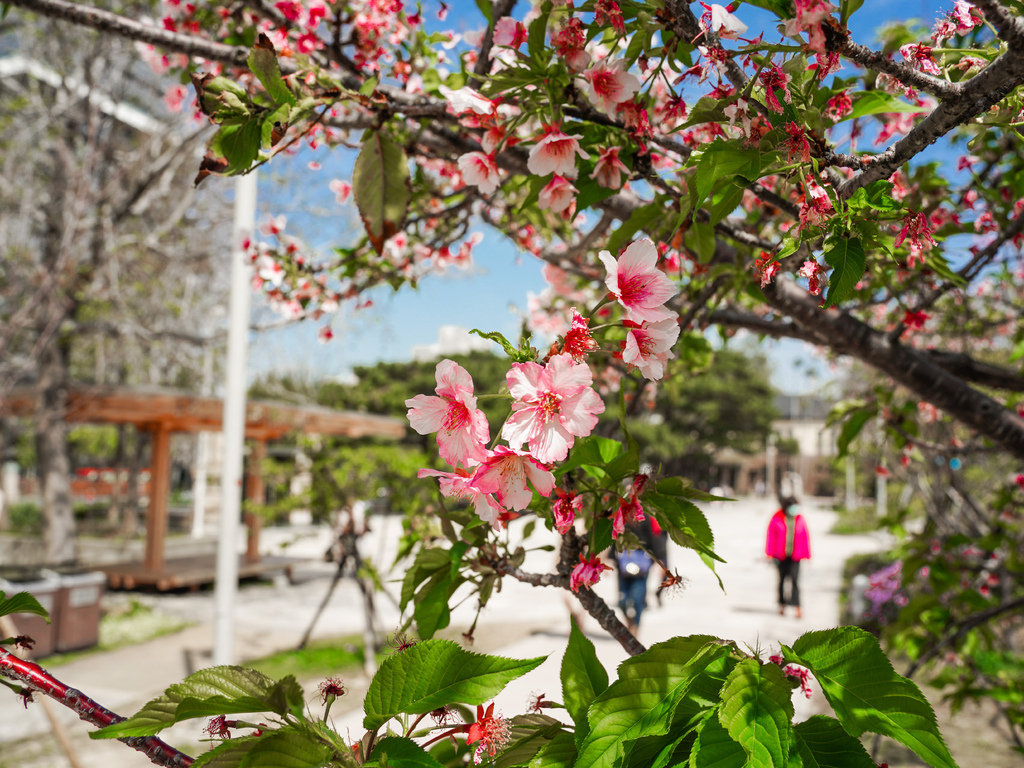 新竹賞櫻景點｜新竹公園櫻花850顆爆炸美，三大賞櫻必拍點，讓你一秒到日本！！！ @瑪姬幸福過日子