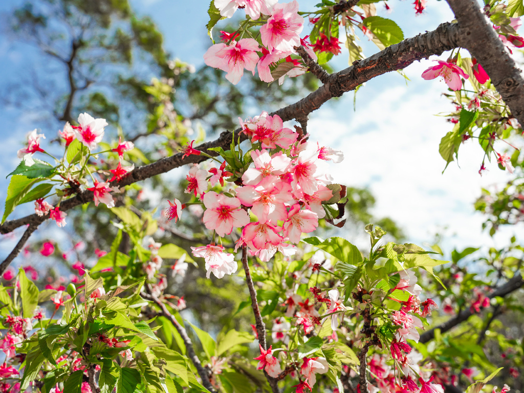 新竹賞櫻景點｜新竹公園櫻花850顆爆炸美，三大賞櫻必拍點，讓你一秒到日本！！！ @瑪姬幸福過日子