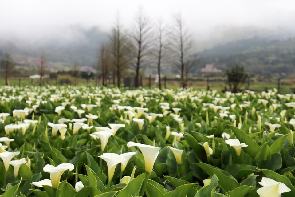 2024陽明山竹子湖海芋季｜竹子湖海芋大道搶先看，交通，花期，採海芋小撇步，台北旅遊景點 。 @瑪姬幸福過日子