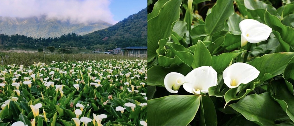 2024陽明山竹子湖海芋季｜竹子湖海芋大道搶先看，交通，花期，採海芋小撇步，台北旅遊景點 。 @瑪姬幸福過日子