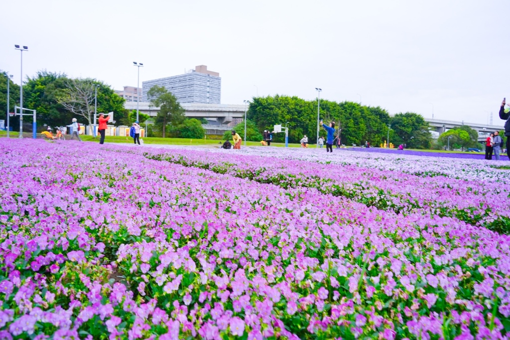 2024古亭河濱公園花海，台北免費賞花景點， 粉紅花海帳篷屋漸層花海超浪漫，一秒到日本，怎麼去交通，花期，拍照方式。 @瑪姬幸福過日子