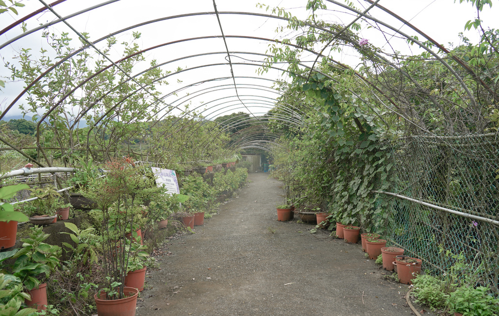 【新北三芝景點】蕃婆林休閒農場，新北三芝免費親子景點，拔蘿蔔，挖地瓜，餵小鴨，吃烤雞~體驗農村生活！ @瑪姬幸福過日子