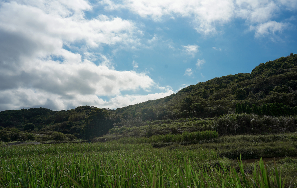 【新北三芝景點】蕃婆林休閒農場，新北三芝免費親子景點，拔蘿蔔，挖地瓜，餵小鴨，吃烤雞~體驗農村生活！ @瑪姬幸福過日子