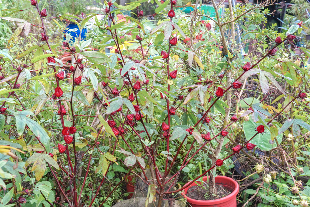 【基隆景點】現代花藝農場，來基隆暖暖休閒農場買花 DIY種花，自然生態植物導覽解說，親子DIY活動，超療癒！！ @瑪姬幸福過日子