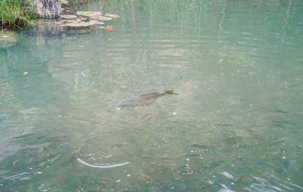 【基隆景點】盛德農場，親子景點玩水餵魚/摸蜆池/餵魚/露營，米苔目DIY/菜園插秧體驗，基隆農場一日！ @瑪姬幸福過日子