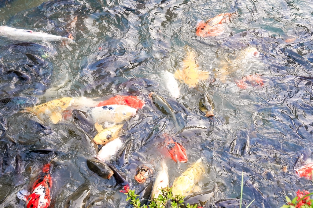 【台中景點】 秋紅谷景觀生態公園，都市中的綠洲，好美的世外桃源，IG打卡景點！ @瑪姬幸福過日子