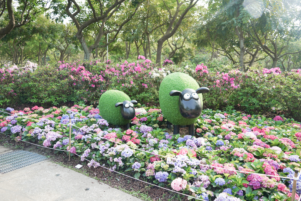大安森林公園繡球花2000盆繡球花開了，大安森林公園杜鵑花季提前開花了！還有瑪格麗特超美的，台北搭捷運就到，最方便的賞花公園，IG打卡美翻！ @瑪姬幸福過日子